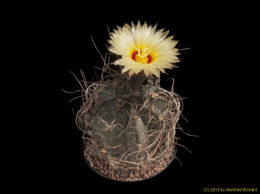 Astrophytum capricorne v. niveum 2303